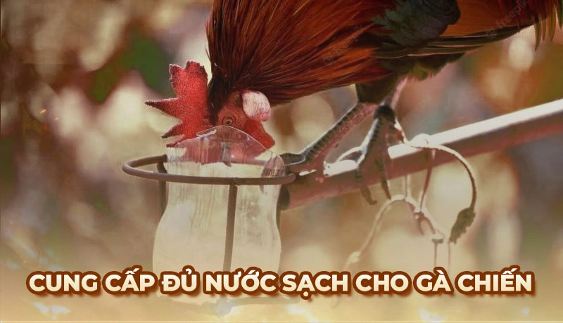 Một mẹo chăm sóc gà chiến kê là luôn cung cấp đủ nước sạch